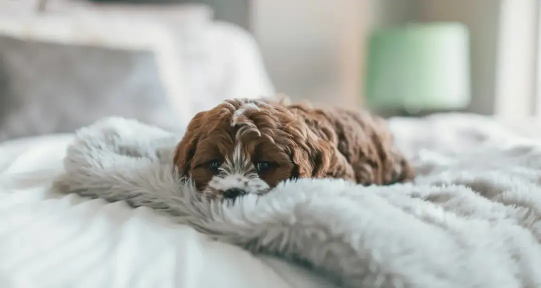 Meloxidyl dla psa: Bezpieczne dawkowanie i skutki uboczne