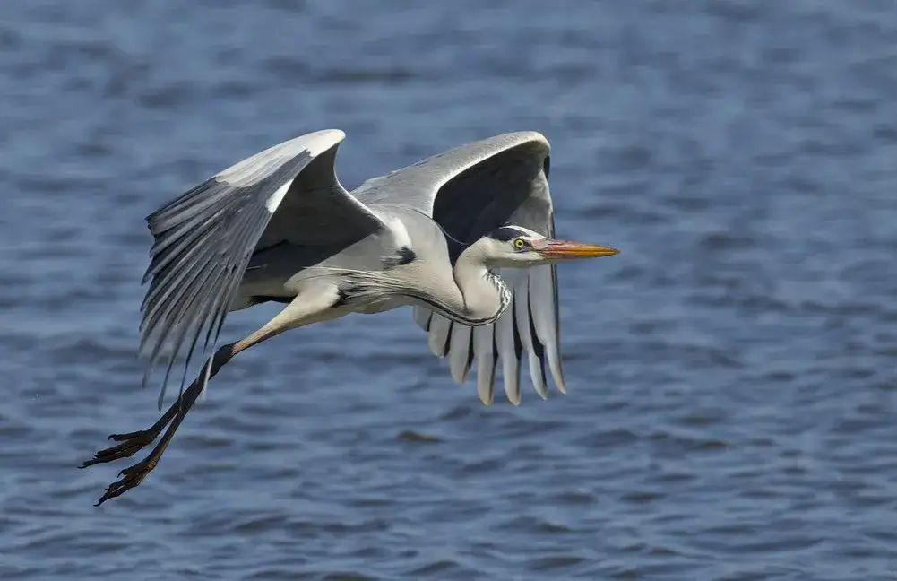 Gdzie zimują czaple? Zimowiska, migracje i zagrożenia dla tych ptaków