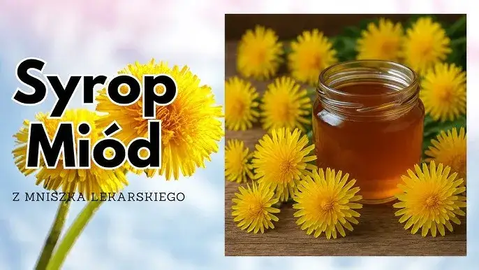 Jak zrobić herbatę z mniszka lekarskiego: przepis domowy krok po kroku