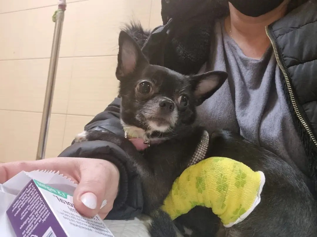 Zwichnięcie rzepki u psa: Leczenie, koszty. Jak podjąć decyzję?