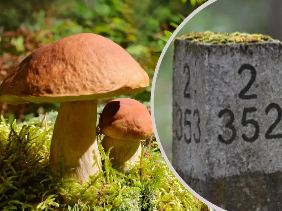 Nie zgub się w lesie: Najlepsze aplikacje nawigacyjne w Polsce.