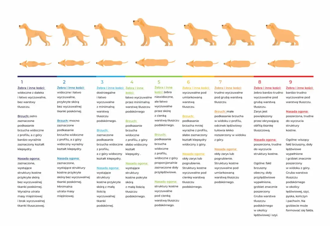 Ile powinien jeść szczeniak? Tabela, wiek, rasa karm zdrowo!
