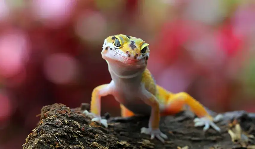 Gdzie można kupić gekona: najlepsze źródła i pułapki zakupowe