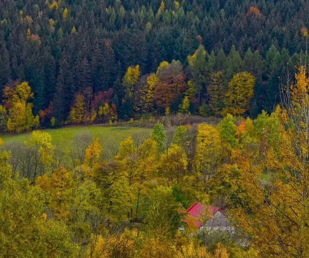 Nowe rezerwaty przyrody Dolny Śląsk: Odkryj ich unikalne piękno