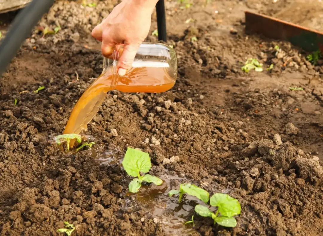 Jak zrobić płynny nawóz z obornika granulowanego w prosty sposób