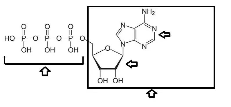ATP w biologii: klucz do zrozumienia energii w komórkach