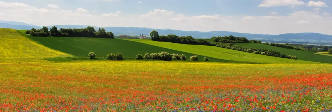 Cicha Dolina - unikalny rezerwat przyrody pełen różnorodności