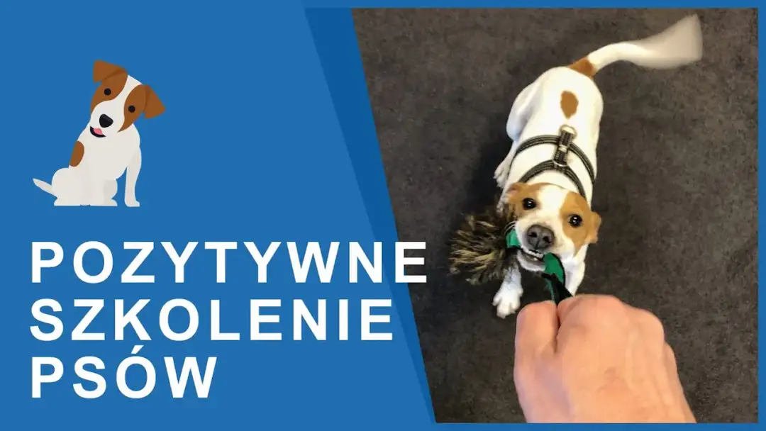 Tresura Jack Russell Terriera: Klucz do posłuszeństwa i szczęścia psa?