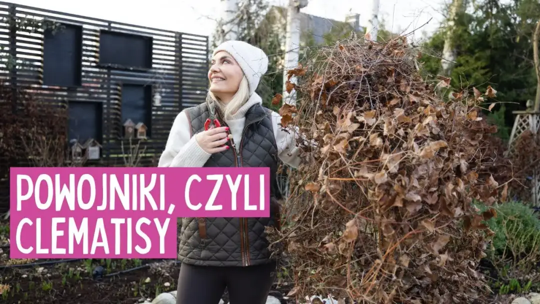 Jak przycinać clematisy, aby uniknąć błędów i cieszyć się kwitnieniem