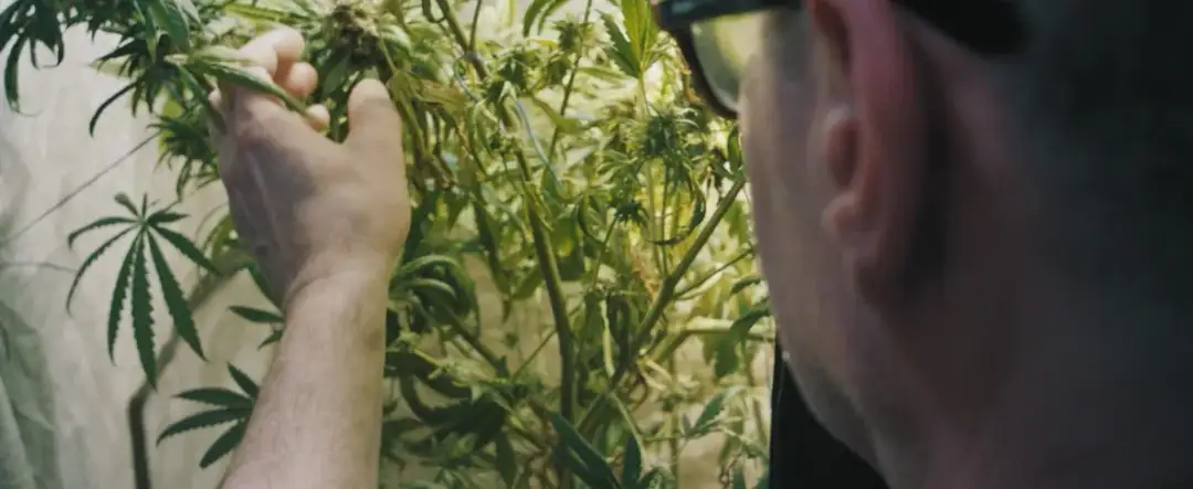 Konopie w kinie: Ewolucja wizerunku rośliny na ekranie