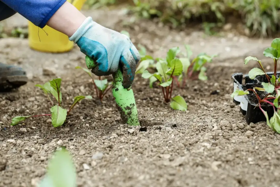 Ręka w rękawiczce sadzi młode buraczki. W tle żółta konewka, a obok doniczka z sadzonkami. Gleba wygląda na suchą, przydałoby się wapno w płynie.
