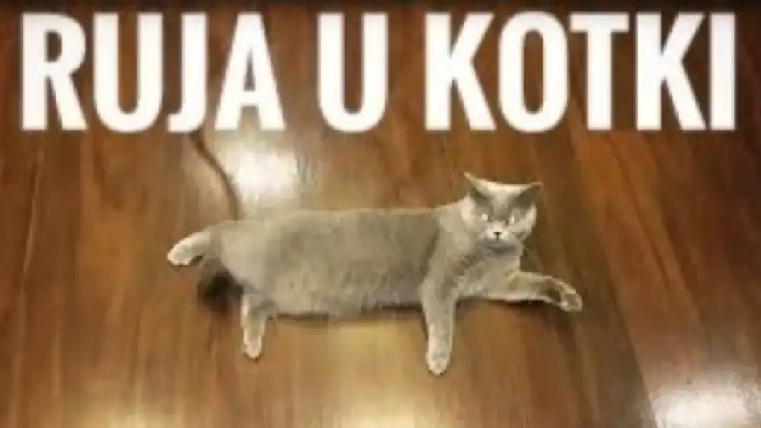 Pierwsza ruja u kotki objawy – jak je rozpoznać i co zrobić?