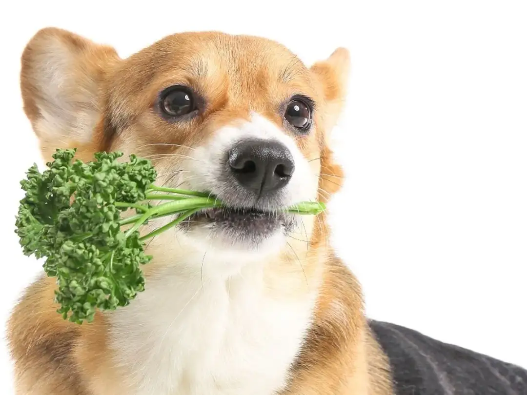 Czy pies może jeść pietruszkę i seler? Bezpieczne warzywa dla psa