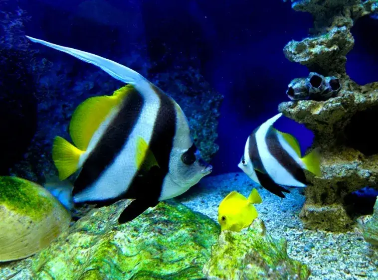 Oceanarium Międzyzdroje - nie przegap wyjątkowych atrakcji i godzin otwarcia