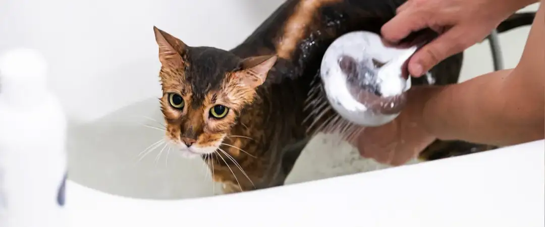 Czy można myć kota szamponem dla psa? Uważaj na zdrowie swojego pupila Czy można myć kota szamponem dla psa? Uważaj na zdrowie swojego pupila