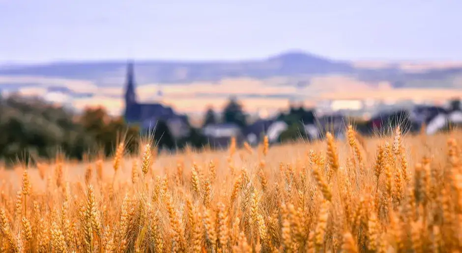 Ile ziemi posiada Kościół w Polsce? Zaskakujące dane i fakty o majątku kościelnym