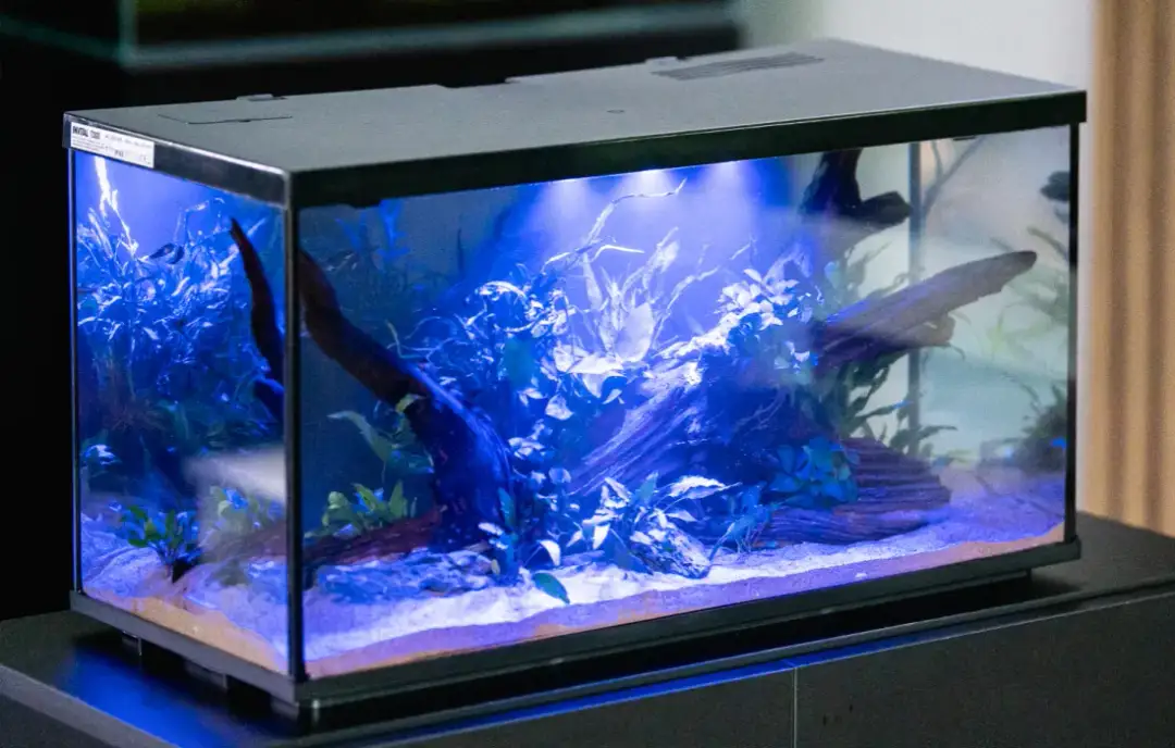 Jak wybrać silikon do akwarium - kluczowe zasady i praktyczne porady