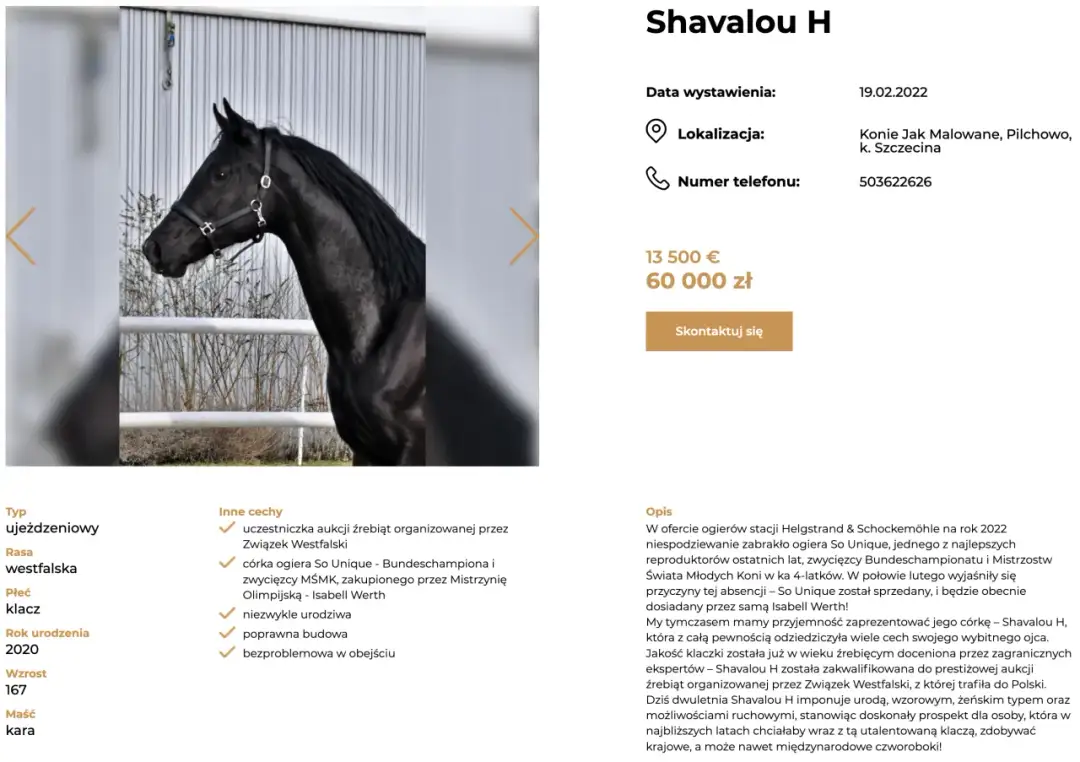 Jak wygląda koń kary? Cechy, które cię zaskoczą i zachwycą