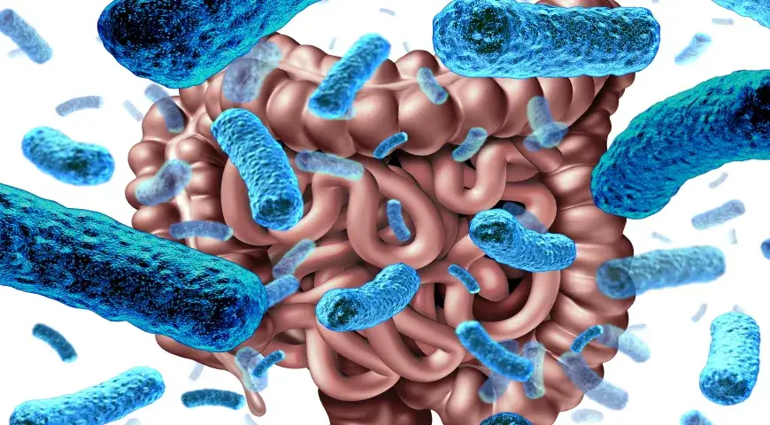 Wegańskie kultury bakterii - co to jest i jak wpływają na zdrowie