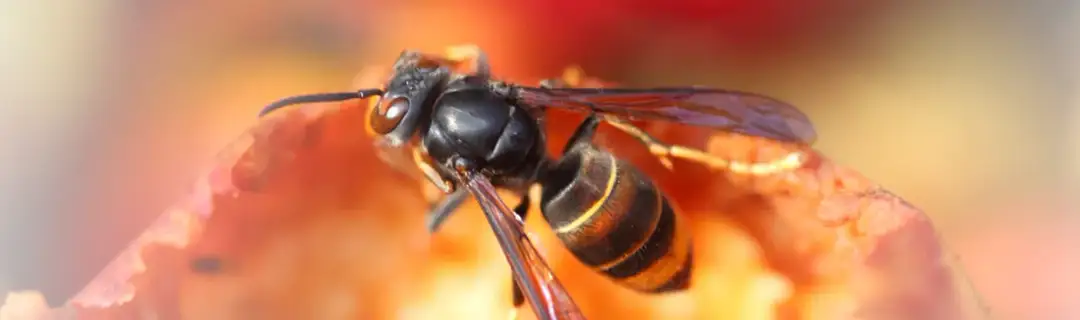 Ukąszenie owada: kiedy do lekarza i jak rozpoznać poważne objawy