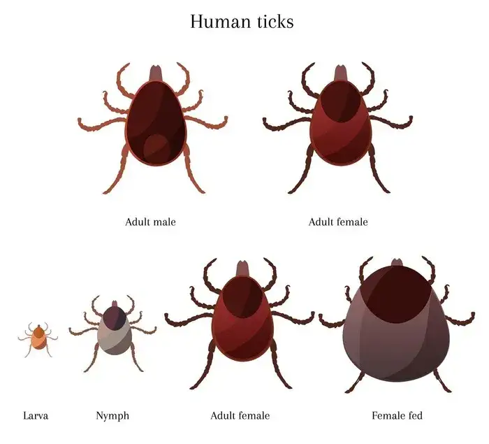 Nimfa kleszcza: Jak ją rozpoznać i co robić po ukąszeniu?