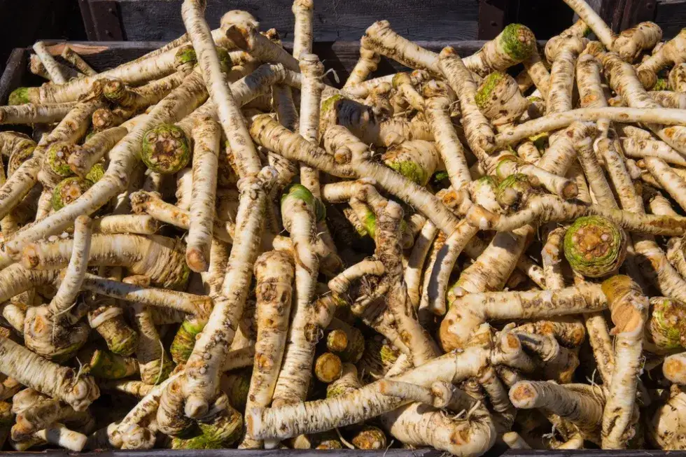 Jak uprawiać chrzan: proste sposoby na zdrowe i smaczne korzenie