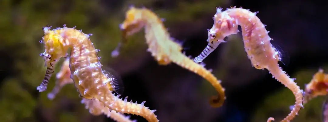 Czy koniki morskie żyją w Bałtyku? Odkryj zaskakujące fakty