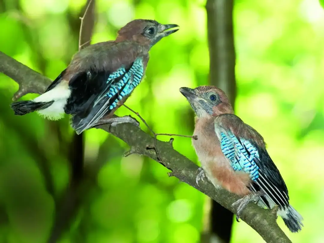 Dwa młode sójki z błękitnymi piórami na skrzydłach siedzą na gałęzi. Czy sójki zimują w Polsce? Tak, te piękne ptaki zostają u nas przez cały rok.