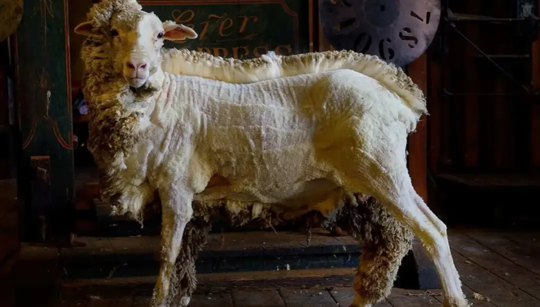 Merynos australijski - Informacje na temat australijskiego merynosa