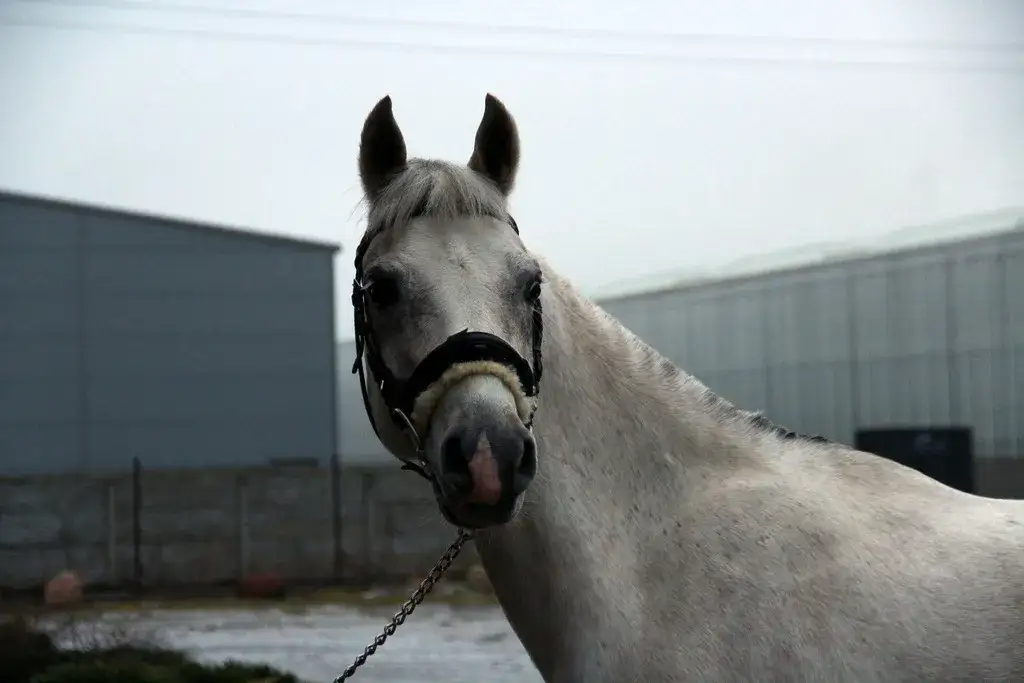 Klub jeździecki Dziecinów w likwidacji - co to oznacza dla Ciebie?