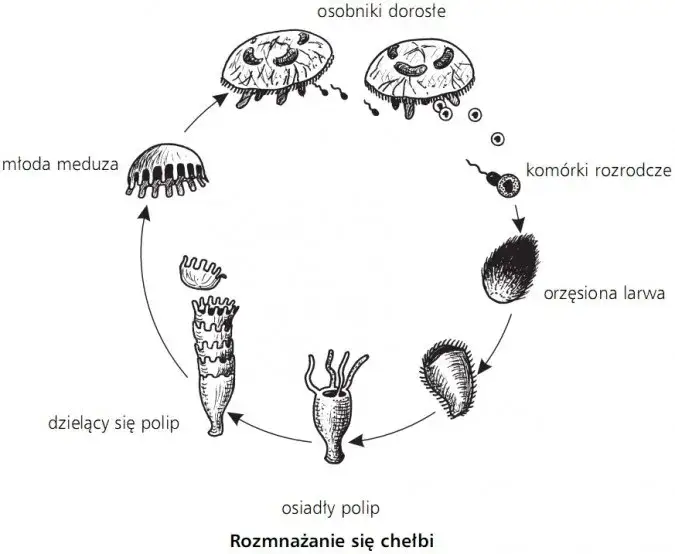 Jak rozmnażają się małże? Odkryj fascynujące metody ich rozmnażania