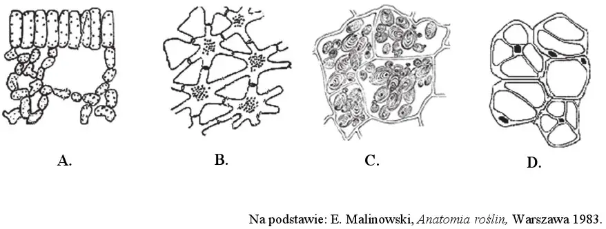 Jakie są tkanki roślinne? Poznaj ich rodzaje i funkcje w roślinach