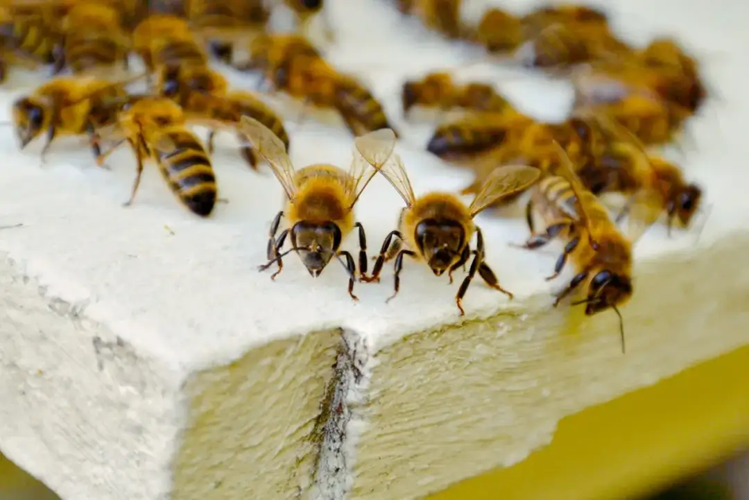 Jak powstaje miód? Odkryj tajemnice produkcji tego słodkiego skarbu