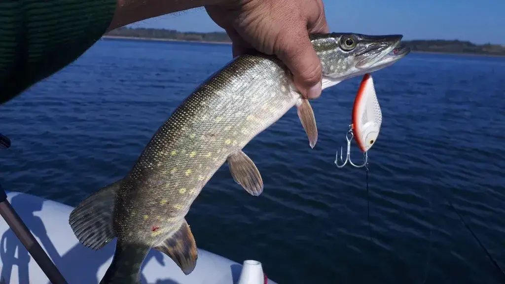 Kolendra na jakie ryby: skuteczne sposoby na przyciąganie ryb