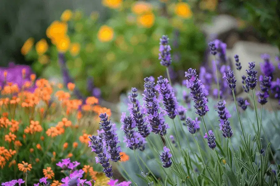 Lawenda z czym łączyć na balkonie, aby stworzyć piękną kompozycję