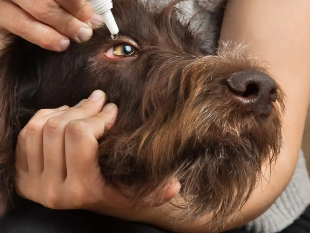 "Cherry eye" u psa? Zabieg, koszty, opieka pełny przewodnik