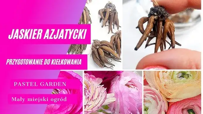 Jak sadzić cebulki jaskrów, aby uniknąć najczęstszych błędów