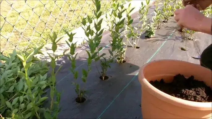 Ligustr ile od płotu - idealne odległości dla zdrowego żywopłotu