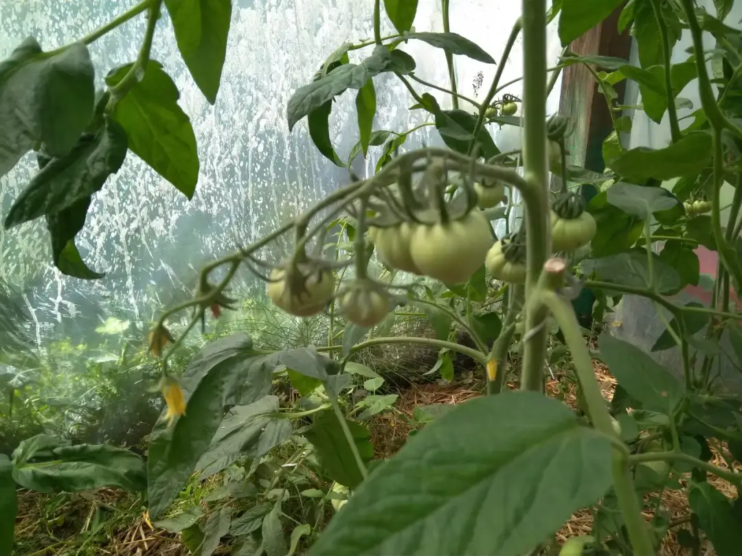 Jak zapylać pomidory w gruncie: skuteczne metody i wskazówki