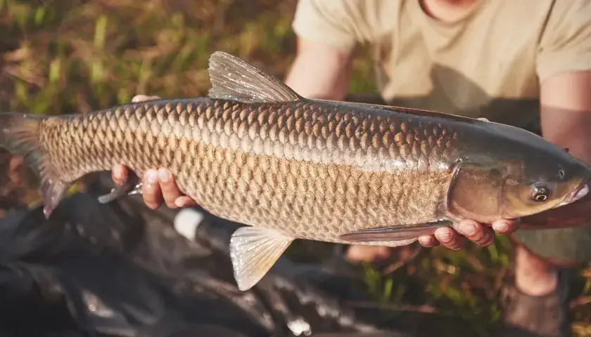 Jaka wędka na karpia? Wybierz najlepszą dla swoich potrzeb i stylu łowienia