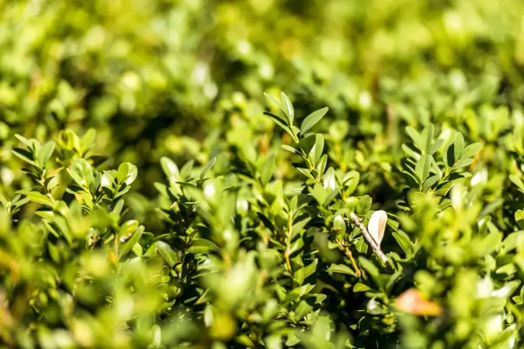 Bukszpan dla psa: czy jest trujący? Objawy i pierwsza pomoc