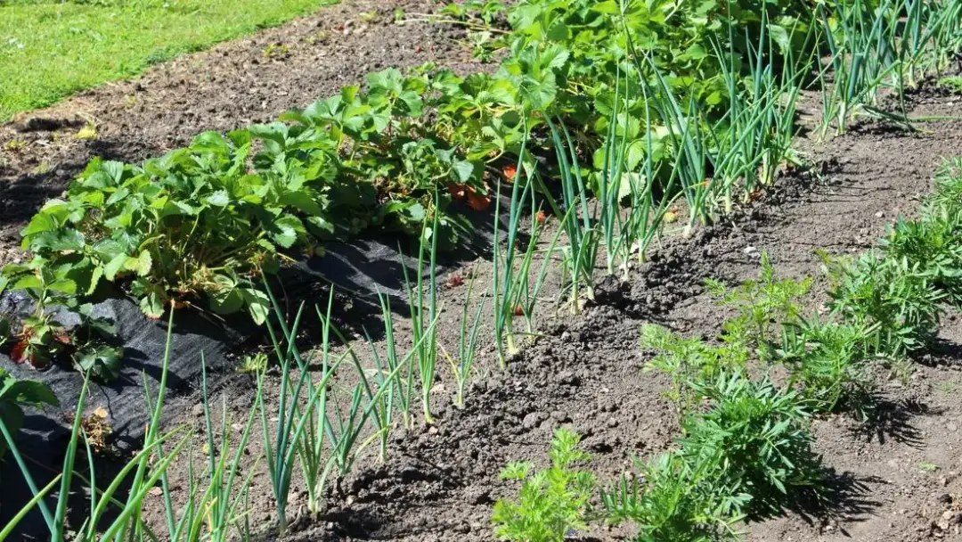 Co posadzić po truskawkach, aby wzbogacić glebę i plony?