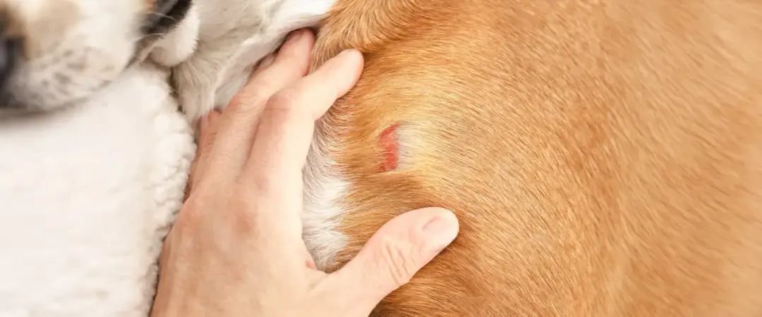 Rana po kleszczu u psa. Zastanawiasz się, ile kosztuje leczenie psa po kleszczu? Weterynarz oceni stan.