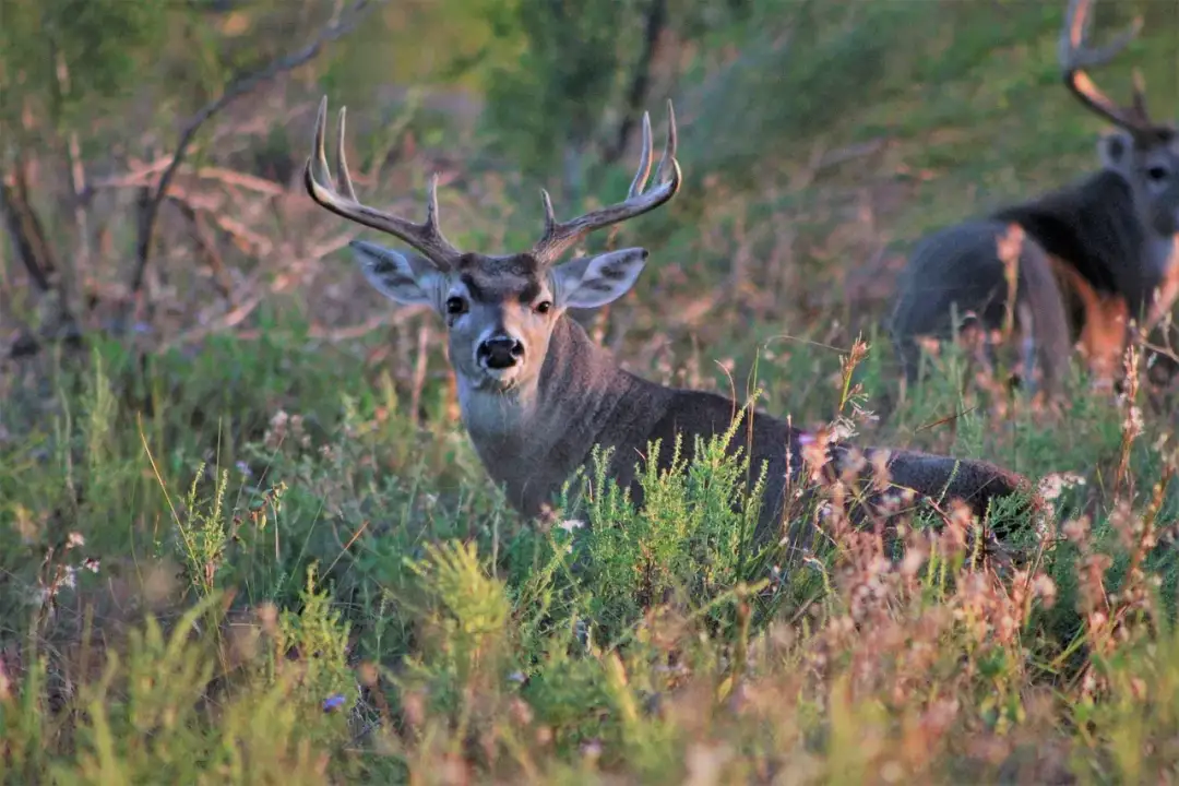 Kompetencje myśliwego w ocenie zdrowia zwierzyny: co musisz wiedzieć?