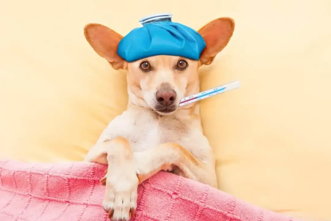 Kaszel kenelowy u psa: Jak leczyć? Zaraźliwość i czas trwania