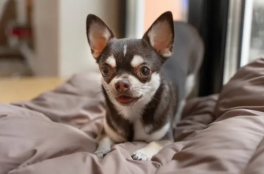 Czy chihuahua gubi sierść? Oto co musisz wiedzieć o linieniu