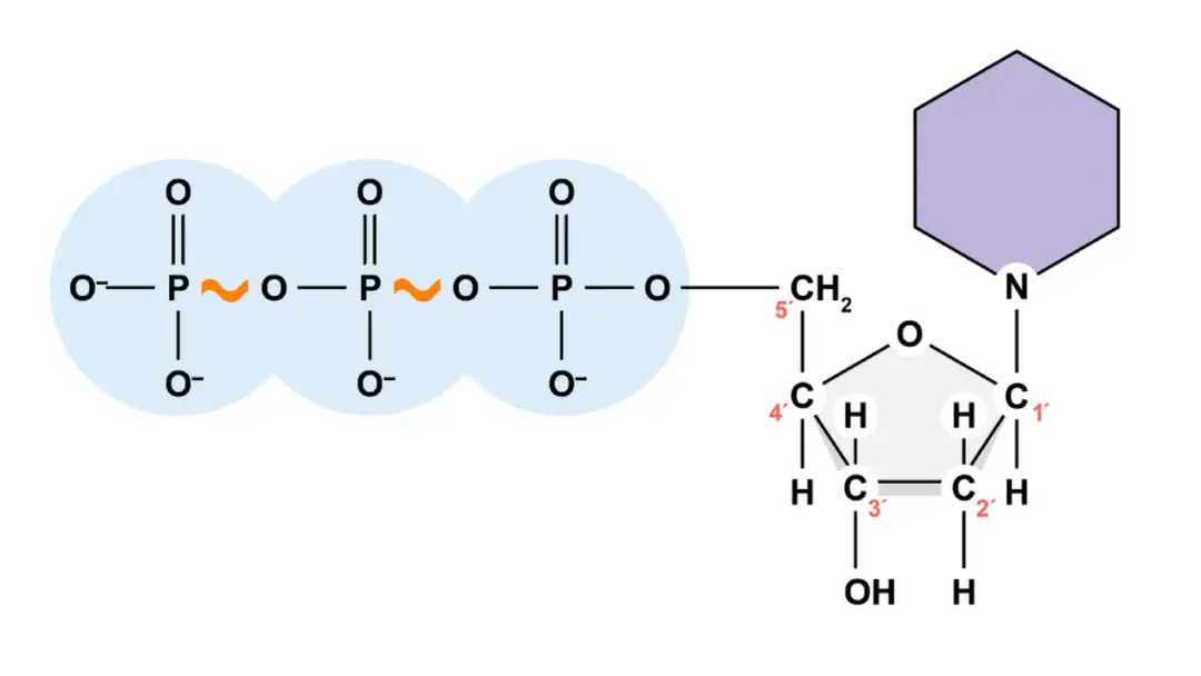 ATP biologia: Jak komórki zasilają życie? Odkryj sekret energii!