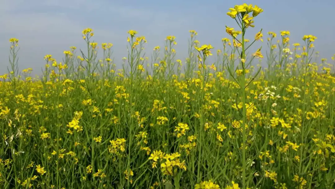 Jak siać gorczycę na poplon na działce, aby uniknąć błędów w uprawie