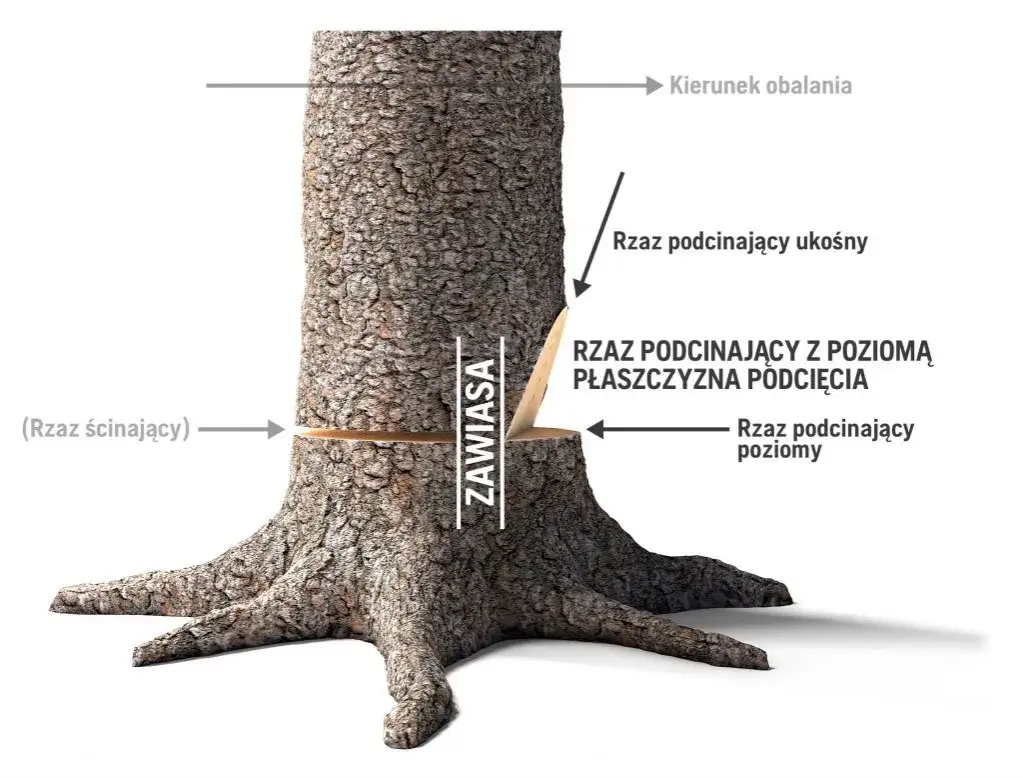 Jak ścinać drzewo żeby nie spadło na budynek – bezpieczne techniki i porady