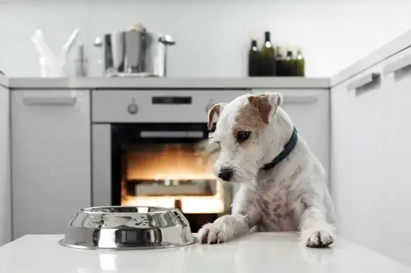 Ryż czy ziemniaki dla psa? Ekspert radzi, co wybrać dla pupila